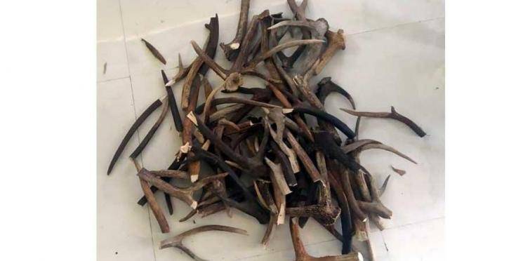 Antlers worth lakhs seized - Daily news Antlers worth lakhs seized - Daily news