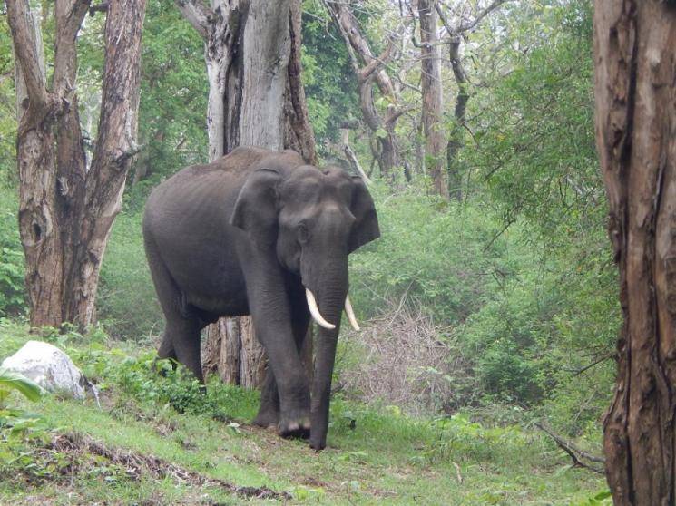 Farmer tries to cover up elephant's electrocution, youth electrocuted - Daily news Farmer tries to cover up elephant's electrocution, youth electrocuted - Daily news