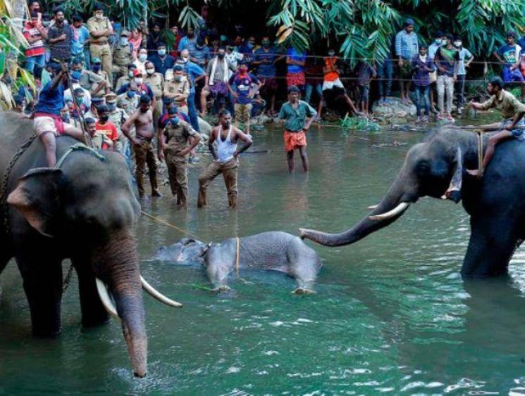 REPORT: Kerala pregnant elephant death - outrage leads to calls for stronger wildlife laws! - Daily news REPORT: Kerala pregnant elephant death - outrage leads to calls for stronger wildlife laws! - Daily news