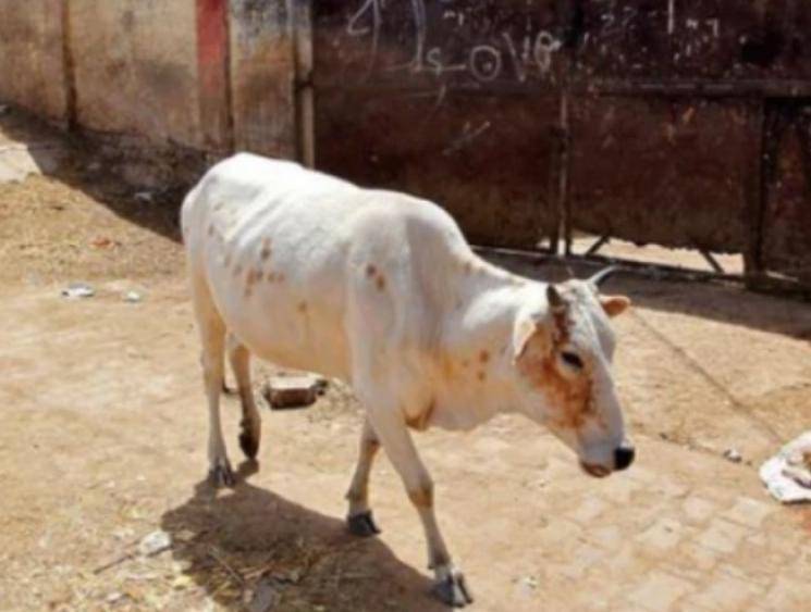 SHOCKING: Now pregnant cow's mouth injured due to explosion after elephant's death in Kerala - Daily news SHOCKING: Now pregnant cow's mouth injured due to explosion after elephant's death in Kerala - Daily news