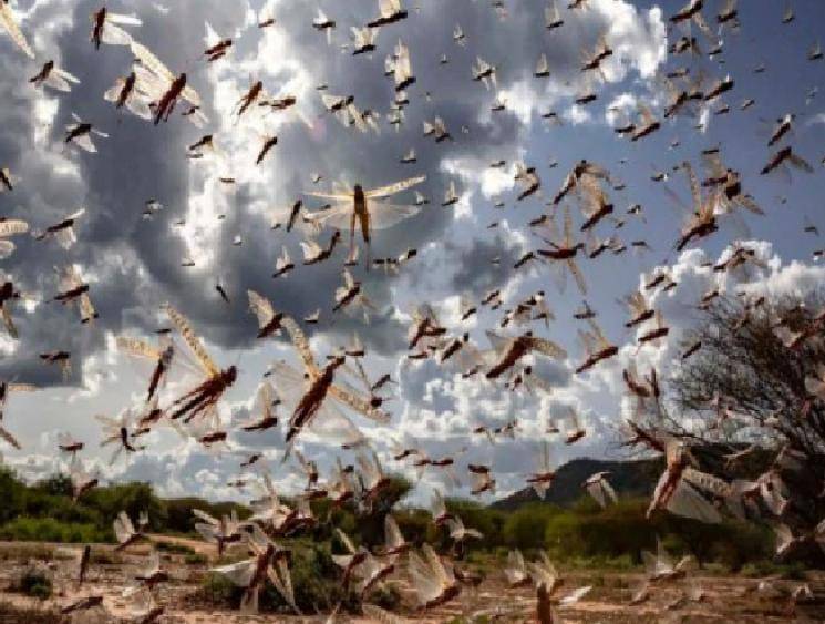 Telangana moves into high alert due to locust attack risk!
