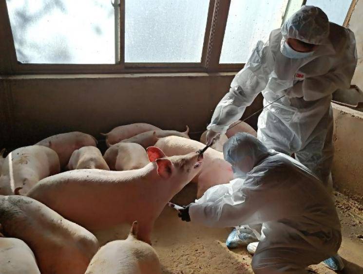 Chinese researchers identify new swine flu with pandemic potential - Daily news
