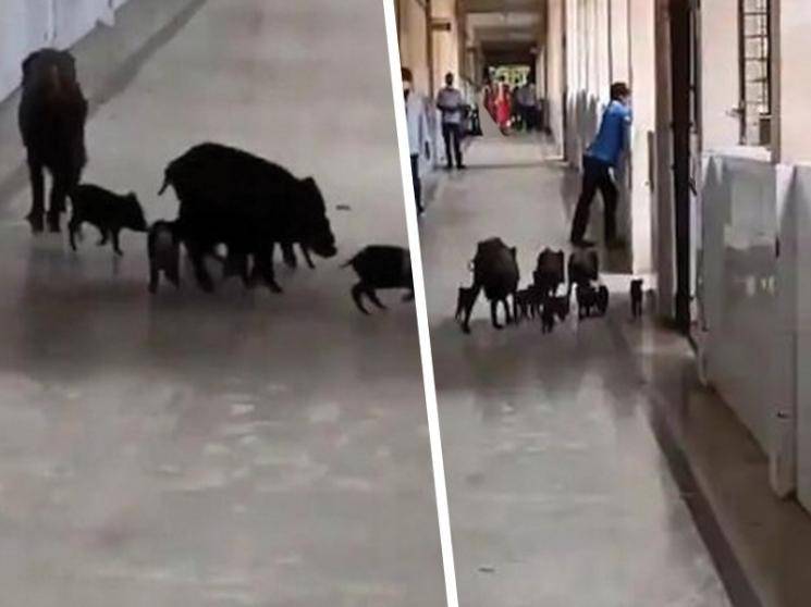 Pigs found roaming in Karnataka COVID-19 hospital - Daily news