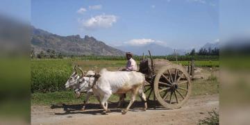 1000 rupees fine for driving a Bullock Cart