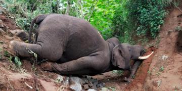  Elephant Die