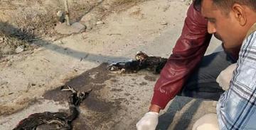Uttra pradesh Unnao women burned girl dead