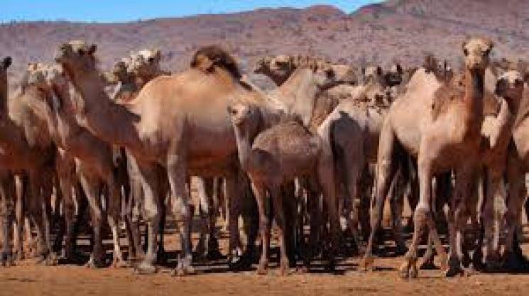 Australia government orders killing of 10000 camels