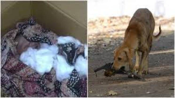 dog kills baby in uttar pradesh hospital