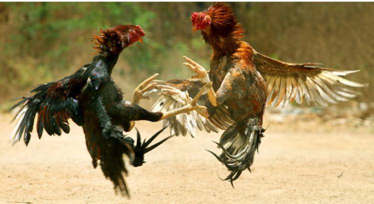 Plea request for permitting Rooster fights like   Jallikattu