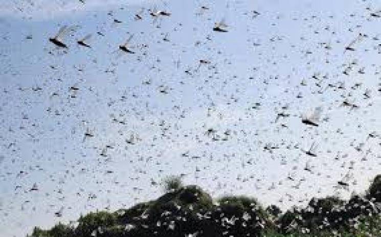 Pakistan declares national emergency for locusts