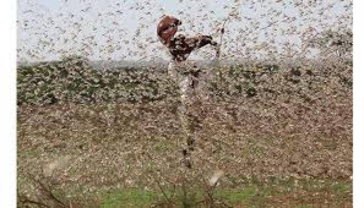 Pakistan declares national emergency for locusts
