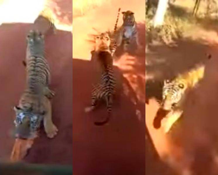 Video of tiger chasing tourists bus goes viral