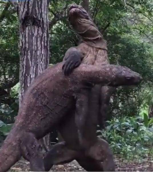 Indonesia four komodo dragons fighting viral video