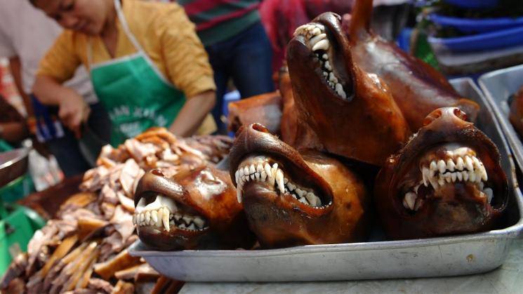 Dog and cat meat banned in china