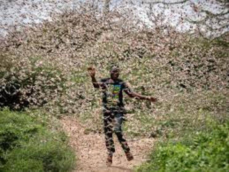 UN warning grasshoppers harvesting problems