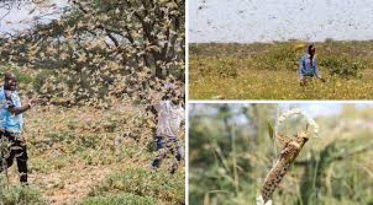 UN warning grasshoppers harvesting problems