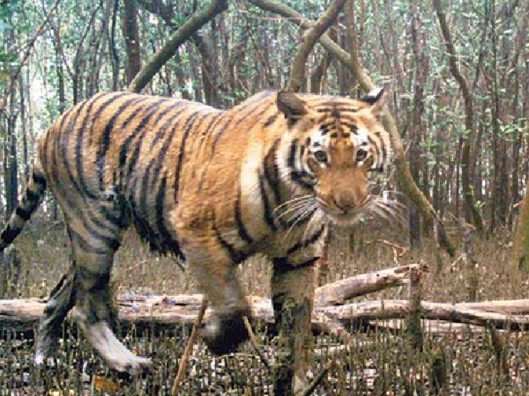 COVID Lockdown: Tiger population on the rise in Sundarbans!