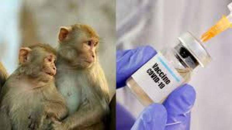 Coronavirus infection for 6 monkeys vaccinated