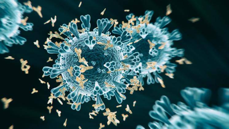 Researchers say SARS antibodies can block COVID-19 infection