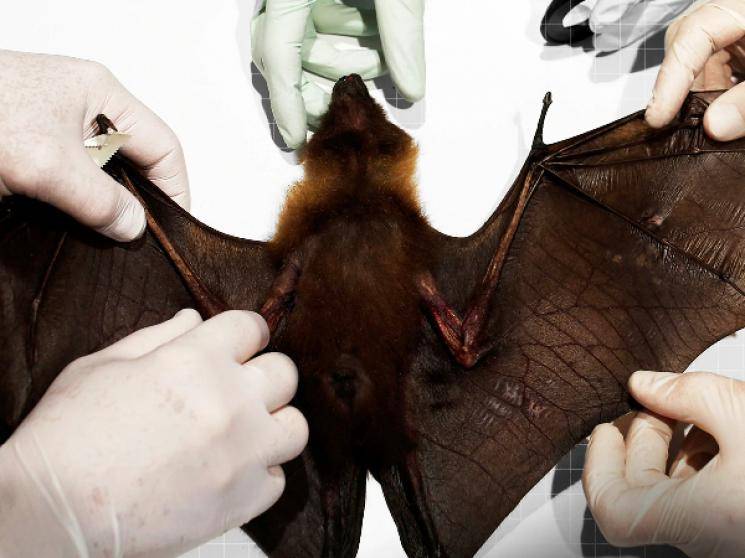 Wuhan Lab had 3 Live Bat Corona Virus Strains!