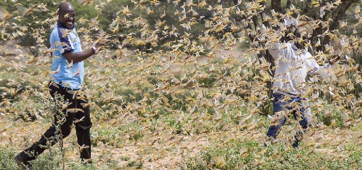 Suriya's Kaappaan movie scene happens in real life - locust attack in India | Videos Go Viral