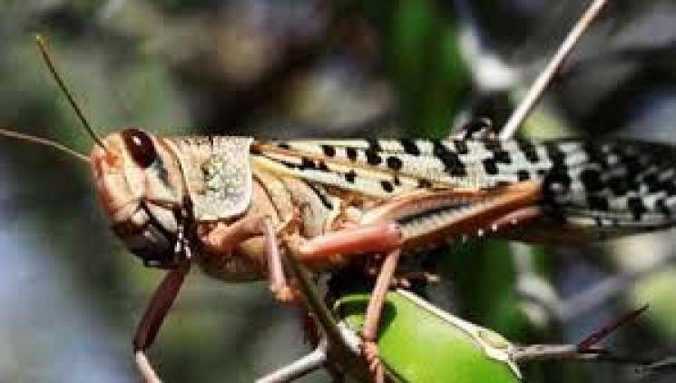 grasshoppers little chance of coming to Tamil Nadu