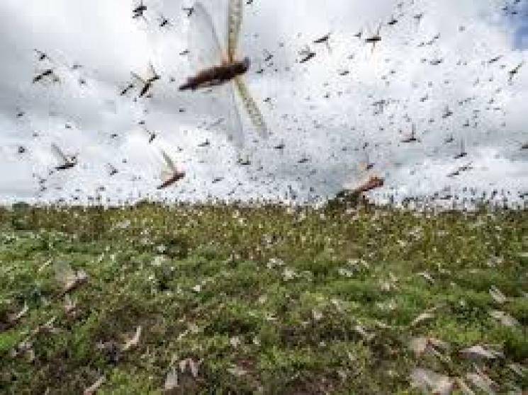 grasshoppers little chance of coming to Tamil Nadu