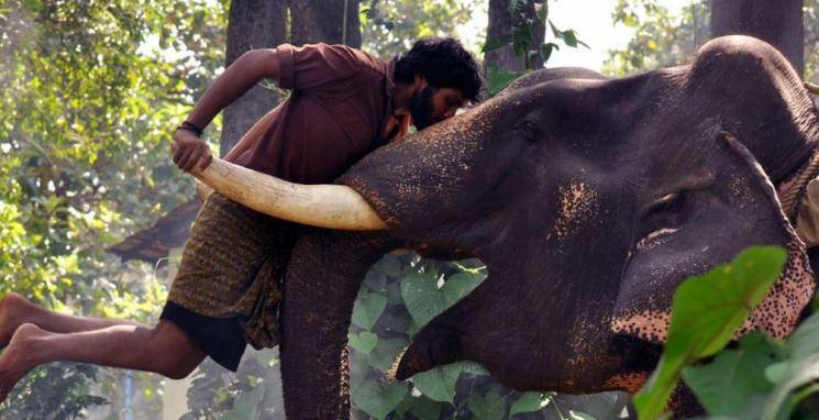 Tamil Cinema With Animals Sentiment