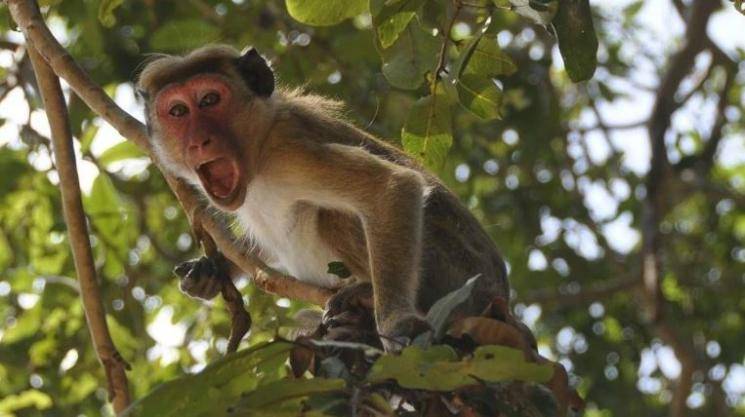 Monkey steals coronavirus patients' blood samples from hospital