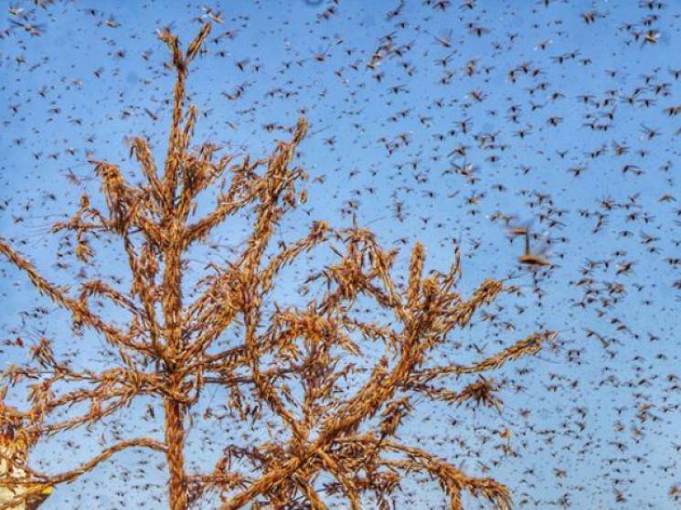 Drones & Planes to fight locusts attack on agricultural crops?