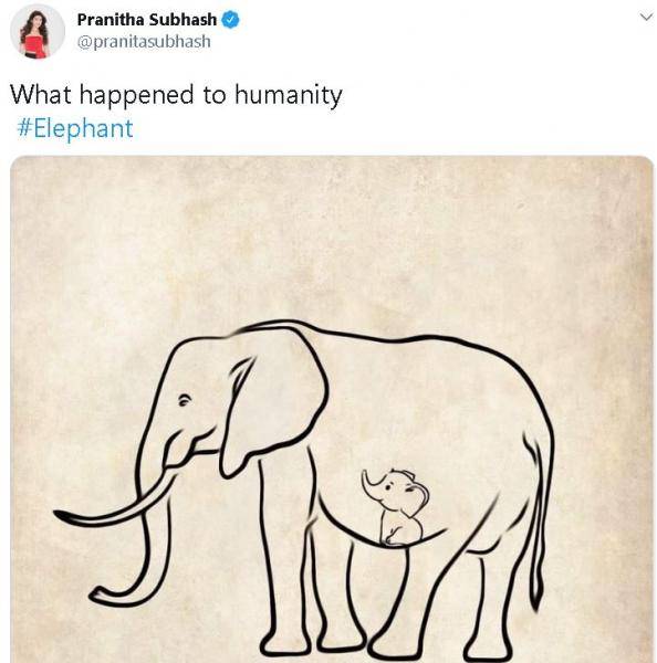 Trisha, Simran, and Atlee react to the tragic death of a pregnant elephant in Kerala