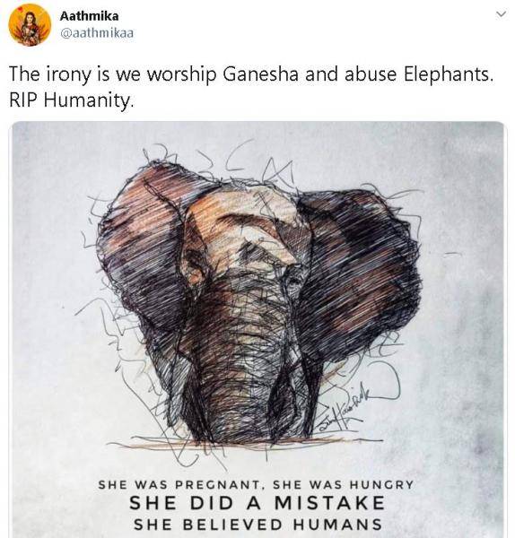 Trisha, Simran, and Atlee react to the tragic death of a pregnant elephant in Kerala