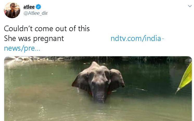 Trisha, Simran, and Atlee react to the tragic death of a pregnant elephant in Kerala