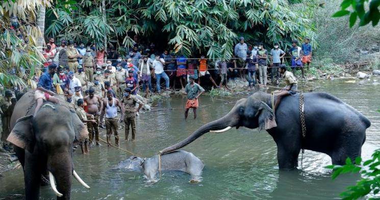 Prabhu Solomon About Kerala Elephants Tragic Death