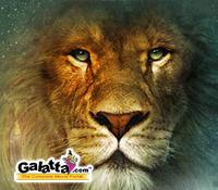 Narnia tops DVD sales list Narnia tops DVD sales list