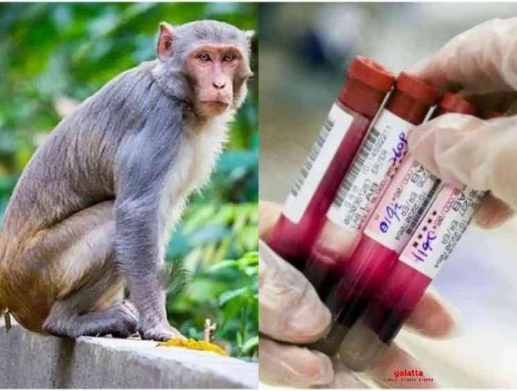 Monkey steals coronavirus patients blood samples from hospital - Tamil Movie Cinema News