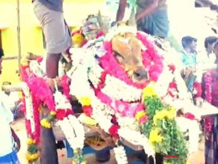 3000 people participate in Madurai bull funeral FIR filed - Tamil Movie Cinema News