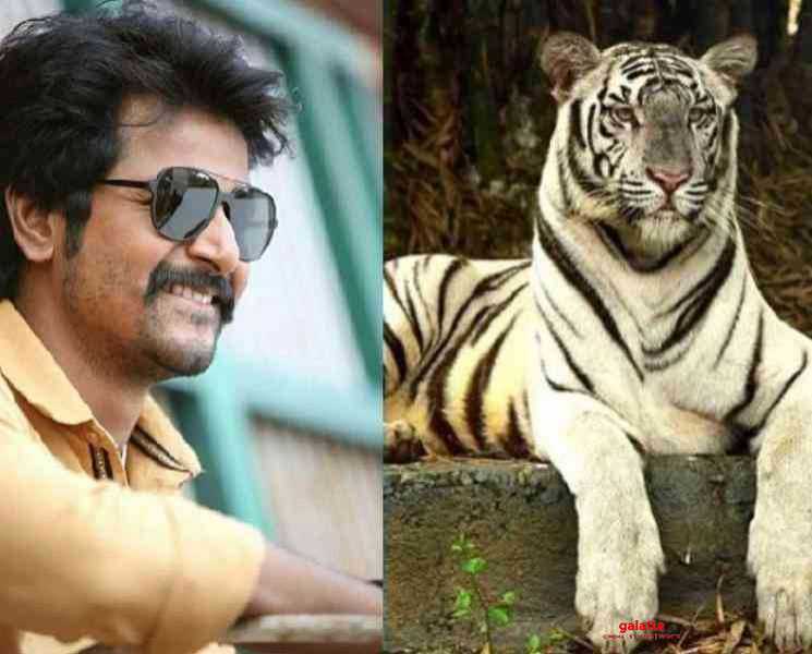 வெள்ளைப்புலியை மேலும் 4 மாதங்களுக்கு தத்தெடுத்த சிவகார்த்திகேயன் ! - Tamil Movie Cinema News வெள்ளைப்புலியை மேலும் 4 மாதங்களுக்கு தத்தெடுத்த சிவகார்த்திகேயன் ! - Tamil Movie Cinema News
