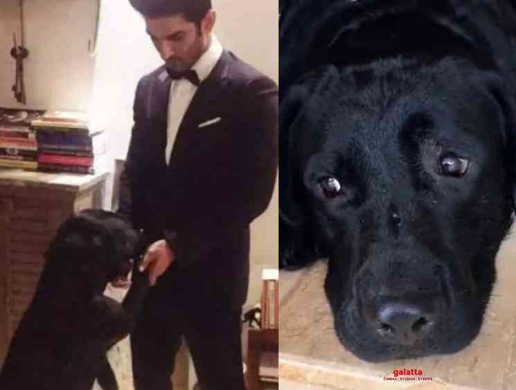 Sushant Singh Rajput labrador pet dog Fudge is not dead - Tamil Movie Cinema News