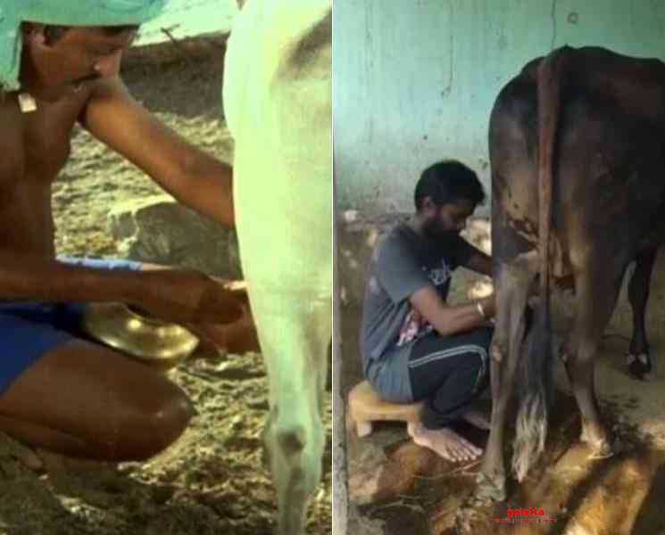 ராமராஜன் ஸ்டைலில் பால் கறக்கும் தீனா ! வைரலாகும் வீடியோ - Tamil Movie Cinema News ராமராஜன் ஸ்டைலில் பால் கறக்கும் தீனா ! வைரலாகும் வீடியோ - Tamil Movie Cinema News