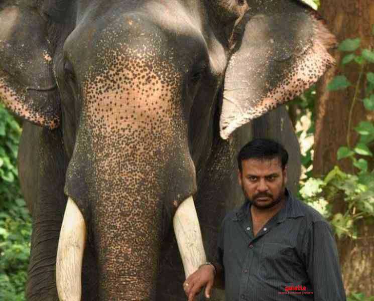 யானைகள் ஒரு நாளைக்கு 250 கிலோ சாப்பிடணும் ! இயக்குனர் பிரபு சாலமன் பதிவு - Tamil Movie Cinema News யானைகள் ஒரு நாளைக்கு 250 கிலோ சாப்பிடணும் ! இயக்குனர் பிரபு சாலமன் பதிவு - Tamil Movie Cinema News